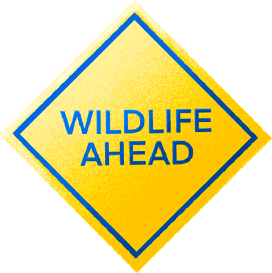 Wildlife ahead